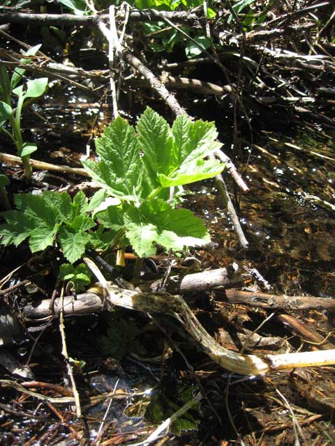 Young cow parsnip leaves growing by the water.