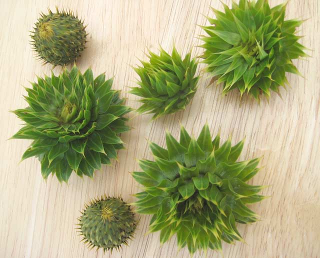 Assorted species of boiled thistle flower buds.
