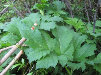 Look under the big cow parsnip leaves for new growth. 