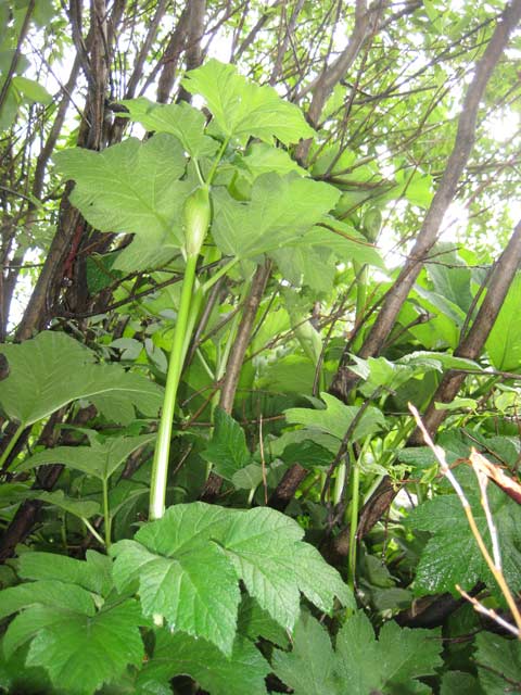 Under cow parsnip on my hands and knees looking up.