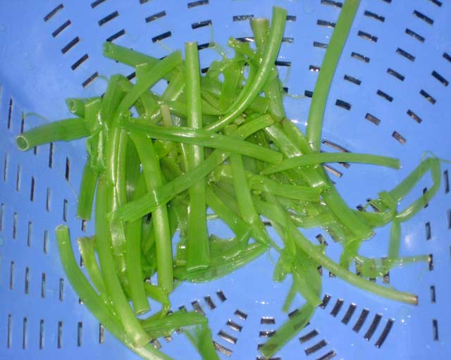 The yummy cooked dandelion stalks that Thayer terms noodles.