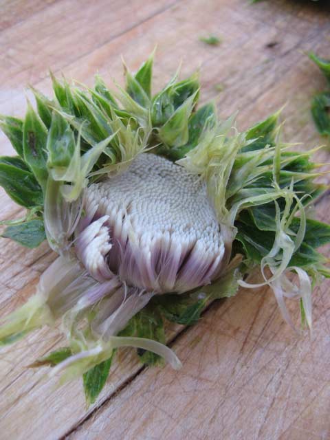 It looks like a tiny artichoke inside the boiled musk thistle flower bud.