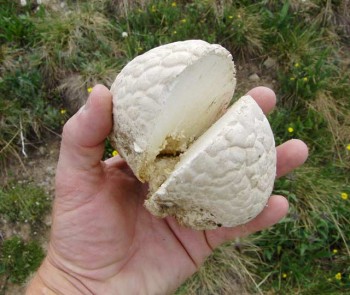 Puffball, halved to reveal white gleba but sterile base starting to go yellow-brown. Photo by Gregg Davis.