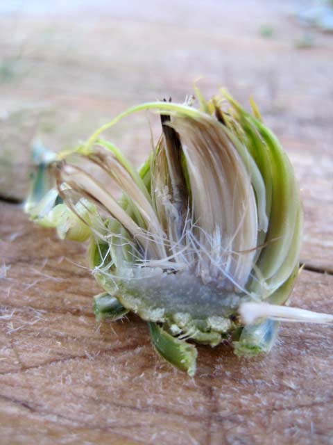 The other thistle bud, quite possibly a Cirsium. See the artichoke-heart-like material at the base?