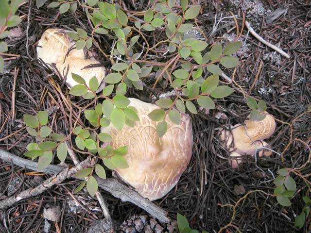 Albatrellus confluens under huckleberries at 11,000 feet.