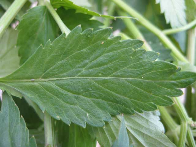 Closeup of an angelica leaf. Note how the leaf tips extend to the tips of the serrations and not the valleys.