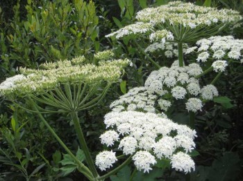 Cow parnsip flower umbels, not to be confused with angelica umbels even though I'm posting it in the same entry! 