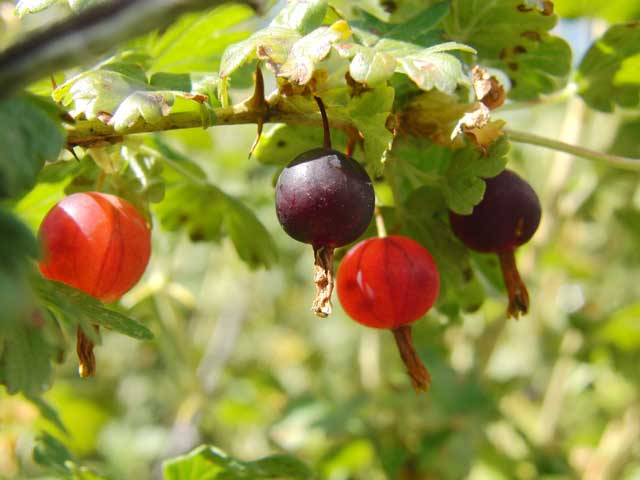 Juicy currants dangling from spiny branches, beware! (Gregg Davis photo)
