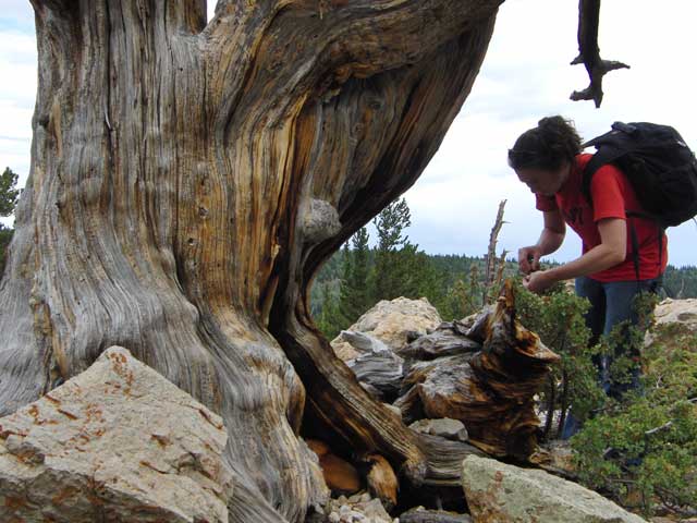 Collecting currants among ancient limber pines (Gregg Davis photo).