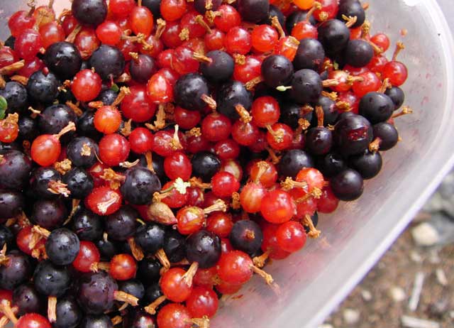 A mixed forage of tart purple and mild, piney red currants in plastic. Photo by Gregg Davis.