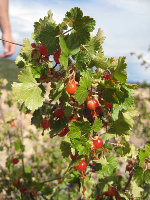 These red currants are "rakeable" because the branches don't have spines.