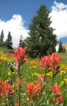Indian paintbrush in a wildflower meadow above 10,000 feet.