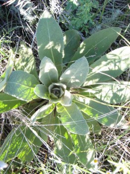 Use mullein for tea and paper but not TP.