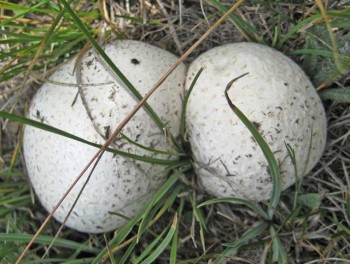 The one lame photo I got of those big high elevation Fairplay puffballs on 9-3-11. You know what they look like to me?