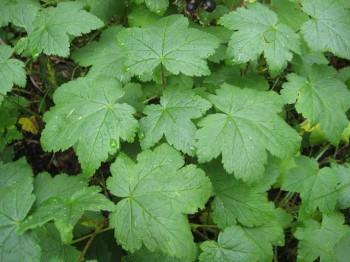 Big low-lying currant leaves, Ribes species.