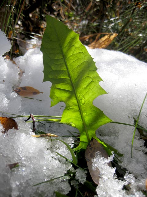 Edible dandelion leaf popping out of snow.