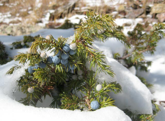 Juniper "berries" under snow.