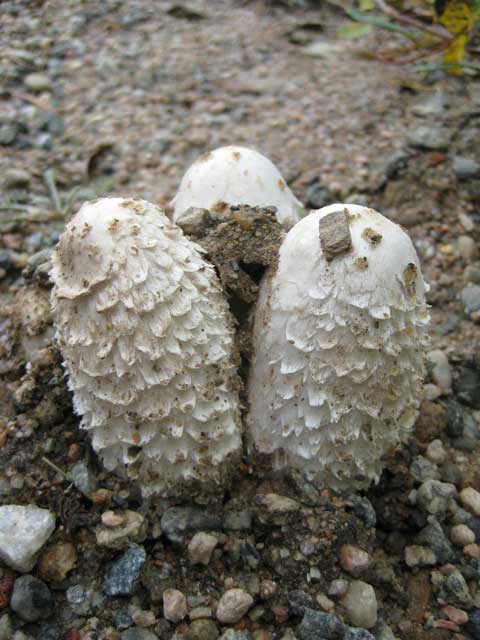 Shaggy mane soldiers popping out of the roadbed after a good rain.