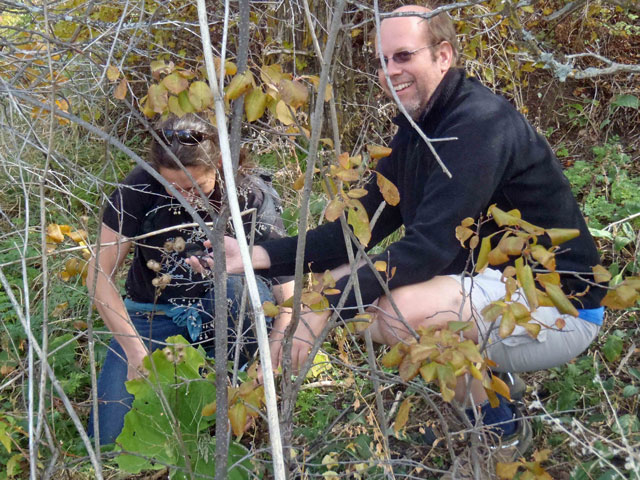 Digging burdock root deep in the brush with Jim Pullen of KGNU. Photo by Butterpoweredbike.