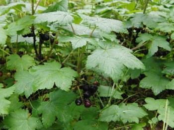 Black currants abound around an old miner's cabin at high elevation above Fairplay, Colorado.