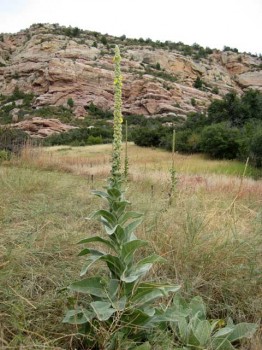 That grand imported Old World medicinal, mullein.