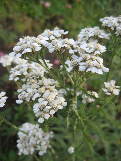 Inconspicuous yarrow, remedy for so much that ails us.