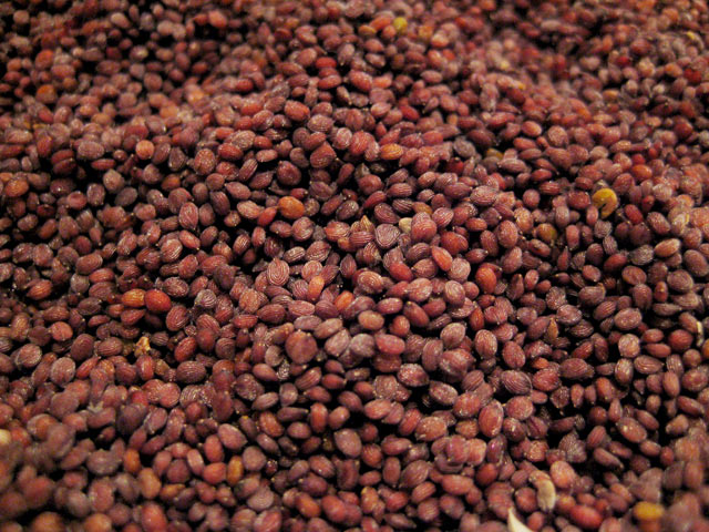 Pennycress seeds winnowed with great care.