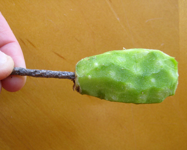 A peeled, sticky cactusicle, almost enticing enough to lick!