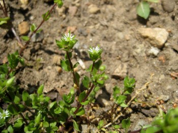 Tiny chickweed and its tiny flowers.