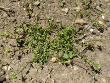 A ubiquitous chickweed's low, spreading form.