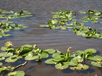Cow lilies (Nuphar lutea) at Lilypad Lake in the national forest, accessed from Frisco, Colorado.