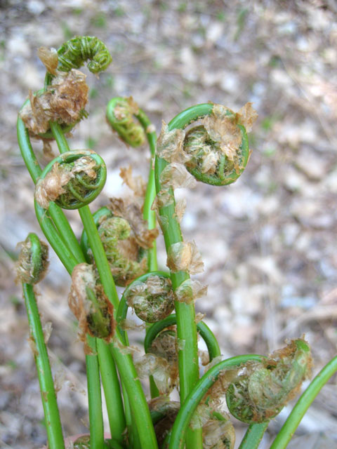 A handful of smooth New Hampshire fiddleheads--but they're NOT edible ostrich ferns.