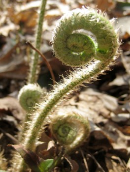 Pretty, fuzzy fiddlehead whorls--but they're NOT edible ostrich ferns.