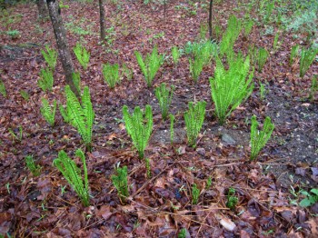 A delightful green-gold garden ostrich ferns light up a New Hampshire forest (4/12). Fiddleheads and their stalks can be eaten, but not fronds.