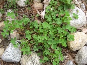 I love you, wood sorrel, down to your heart-shaped leaves.