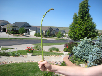 We ate the length of this tall, tall wild asparagus, but the bottom portion involved sucking out the flavorful guts. Foraged near a bike path, pictured in a housing development.