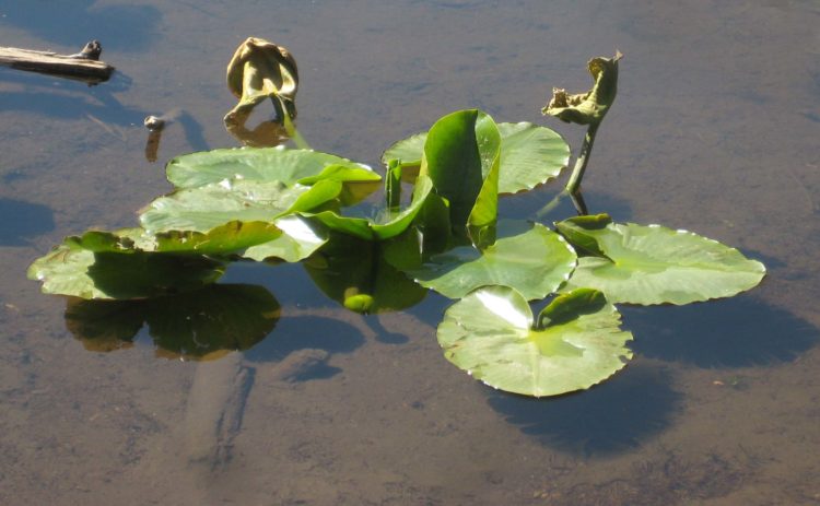 Is there a safe way to eat a pond lily rootstock?