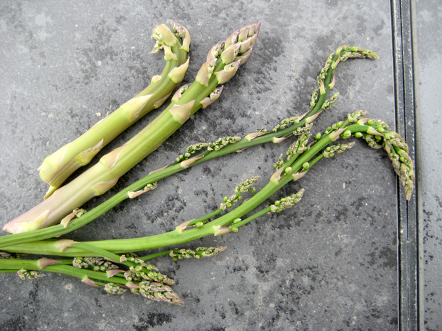 A meager collection of wild asparagus nonetheless makes for a painting-like photo.