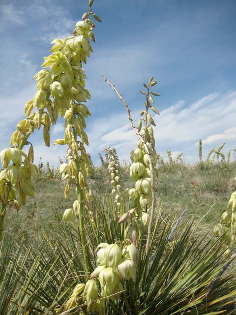 Spires of bulbous, waxy-white Yucca glauca flowers waiting for harvest.