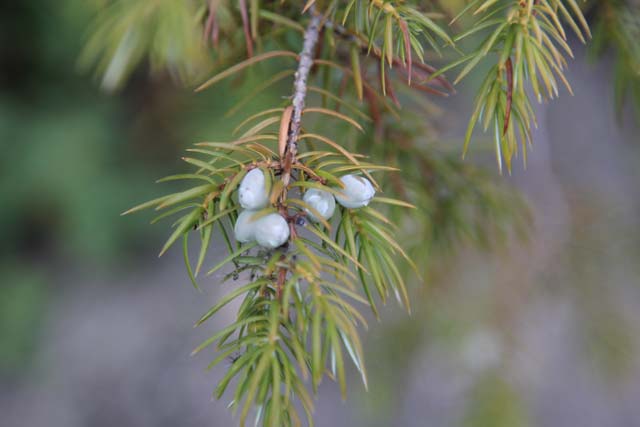 After last year's "banner" juniper "berry" year, it's not a huge surprise these cones are immature. They take two years to be plump, blue and flavorful.