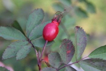 Rose hips are where it's at right now. Simmer down, crush, strain, sweeten, simmer to thicken, and use as a sauce every which way.
