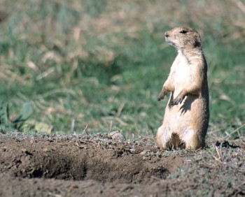 White-tailed prairie dog (Cynomys leucurus), Colorado, USA. Photo by John J. Mosesso , NBII. Licensed for reuse by Wikimedia Commons.