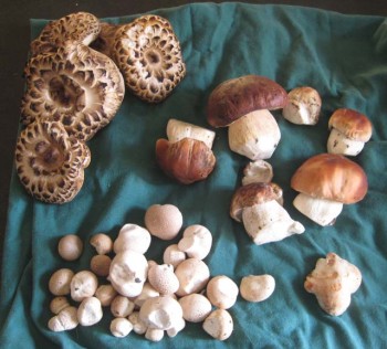 A successful mushroom shopping excursion this past fall yielded, clockwise from top left: hawk's wings (S. imbricatus), porcinit (Boletus edulis), Albatrellus confluens, and various puffballs. The sauce in this post is made just with hawks wings.