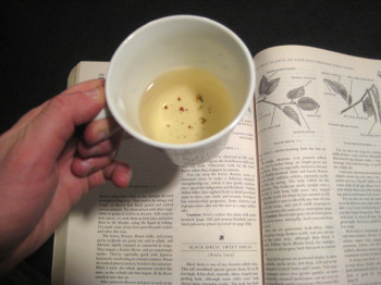 I steeped the twigs a second time for a mild but pleasant black birch tea as I perused Brill's book. 