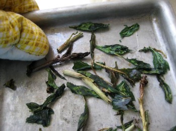 Piggybacking on the kale chip craze, I tried making wild leaf chips from smooth bluebells (Mertensia spp.). Not bad! 