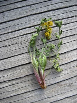 Mountain parsley, or biscuitroot, per Cattail Bob Seebeck, gathered near 11,000 feet in Fairplay, Colorado last summer.