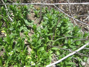 Field pennycress bolting. Catch that spicy mustard while you can!