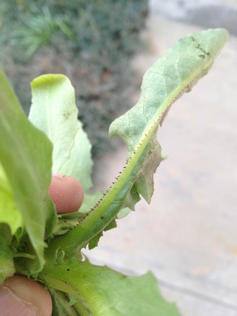 Prickly lettuce has a distinctive line of bristles on the underside of the leaf midrib. These are reddish in color. On less mature specimens, they can be light green like the midrib.