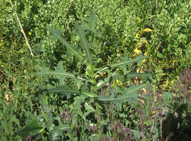 Mature prickly lettuce plants turn their leaves sideways to maximize exposure to the sun. 