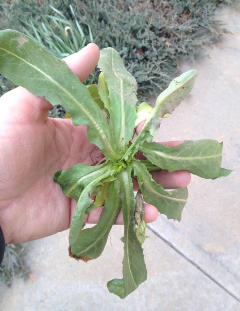 This prickly lettuce rosette is not too happy, but you can get a sense of the color and form from the photo.